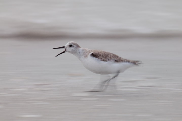 Sanderling Calidris alba Sanderling 